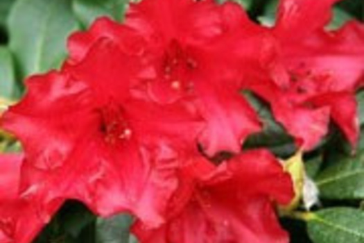 Rhododendron 'Baden-Baden'