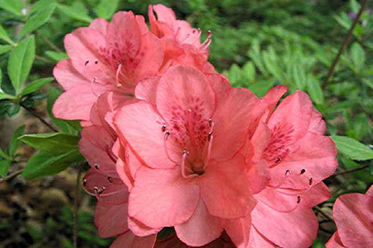 Rhododendron 'Blaauw's Pink'