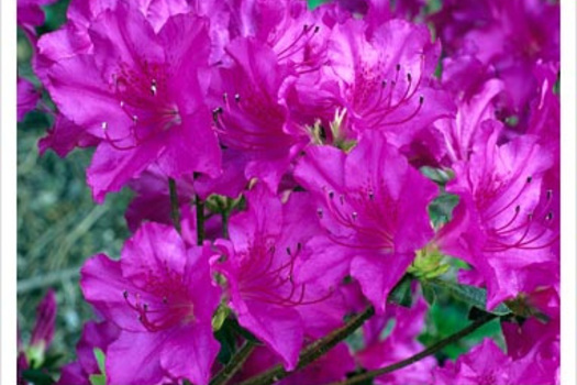 Rhododendron 'Blue Danube'