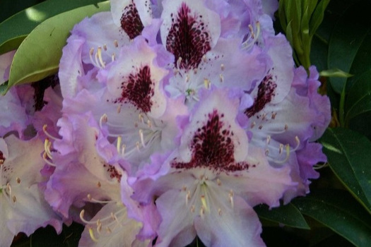 Rhododendron 'Blue Peter'