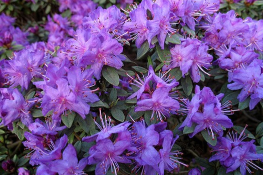 Rhododendron 'Blue Silver'