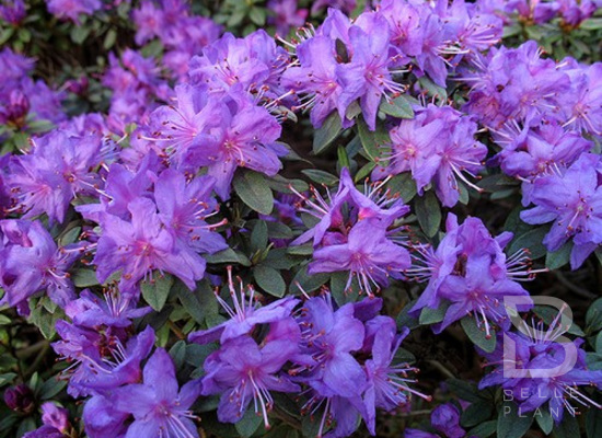 Rhododendron 'Blue Silver' Belleplant