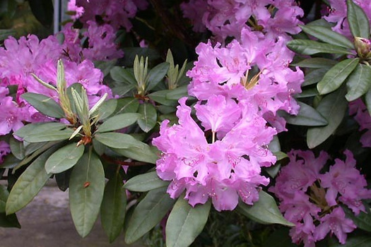 Rhododendron 'Catawbiense Boursault'