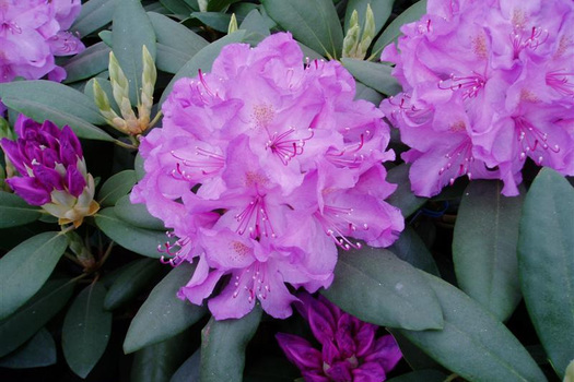 Rhododendron 'Catawbiense Grandiflorum'