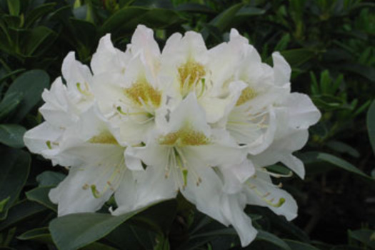 Rhododendron 'Cunningham's White'