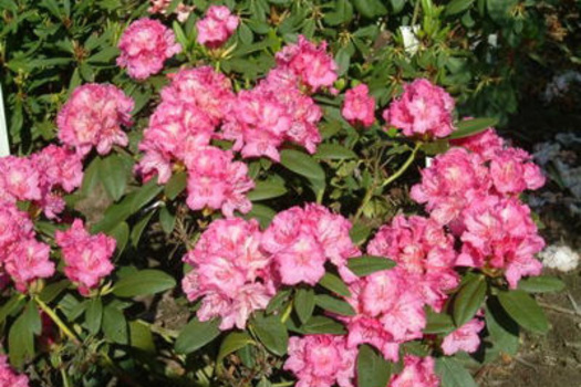 Rhododendron 'Diana van Herzeele'