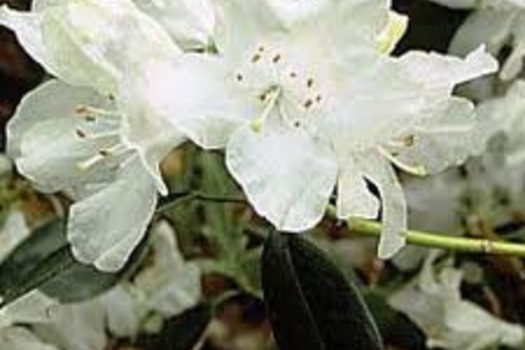 Rhododendron 'Dora Amateis'