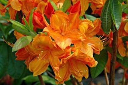 Rhododendron 'Glowing Embers'