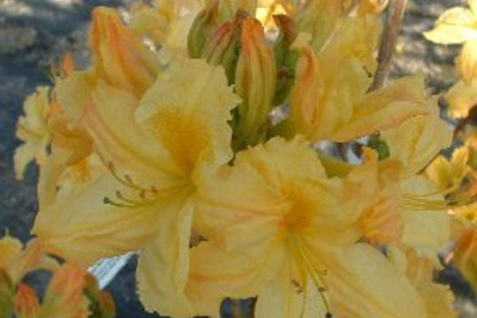 Rhododendron 'Harvest Moon'