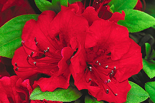 Rhododendron 'Insurpassable'