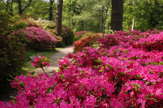 Rhododendron 'Isabel'