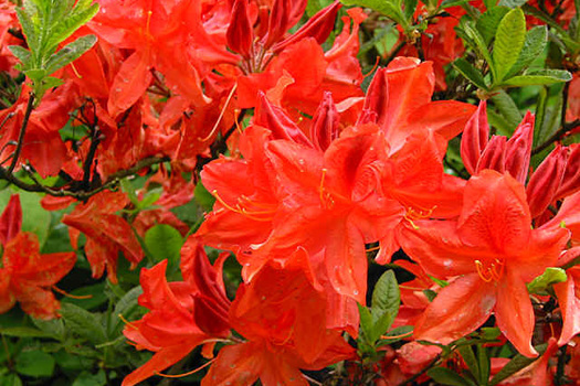 Rhododendron 'Koster's Brilliant Red'