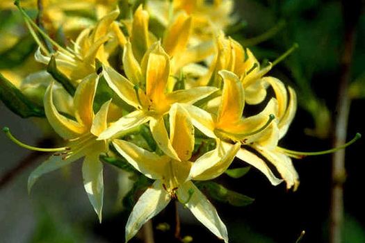 Rhododendron luteum