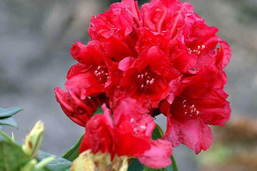 Rhododendron 'Michael Waterer'