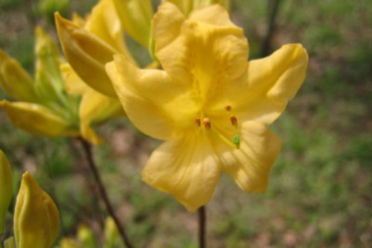 Rhododendron molle japonicum