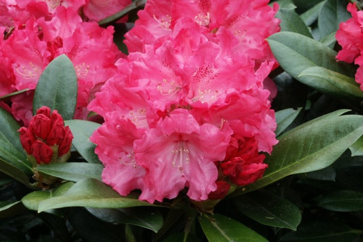 Rhododendron 'Morgenrot'