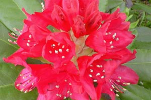 Rhododendron 'Nova Zembla'