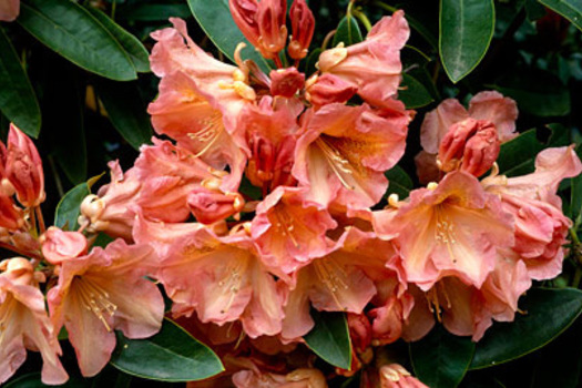Rhododendron 'Olga'