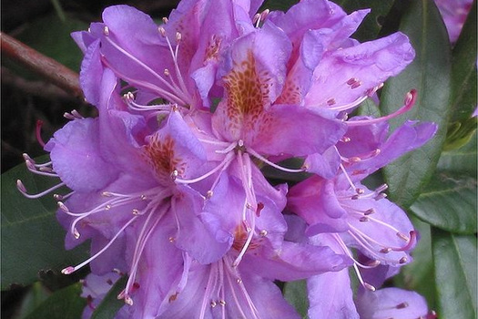 Rhododendron ponticum