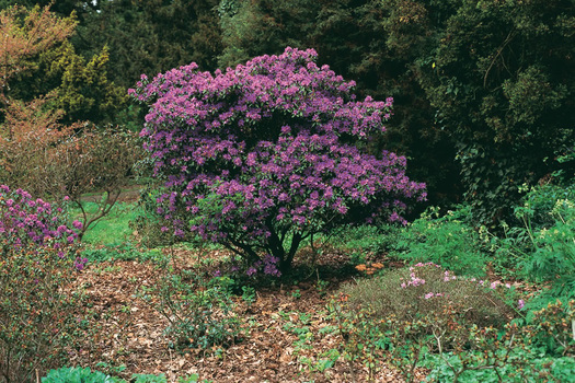 Rhododendron 'Praecox'