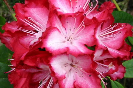 Rhododendron 'President Roosevelt'