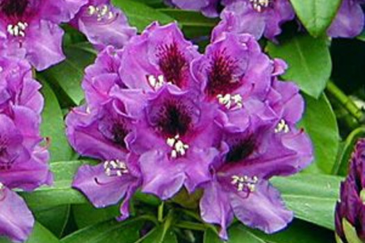 Rhododendron 'Purple Splendor'