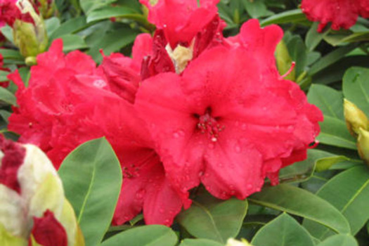 Rhododendron 'Red Jack'