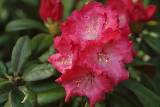 Rhododendron 'Rendezvous'