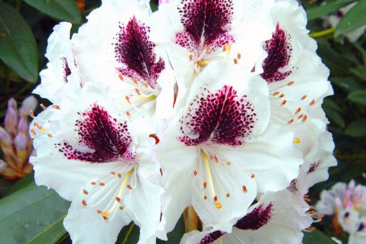 Rhododendron 'Sappho'