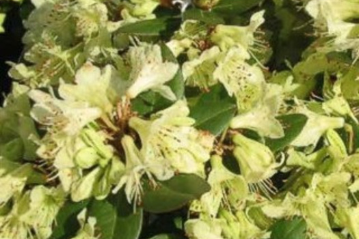 Rhododendron 'Shamrock'