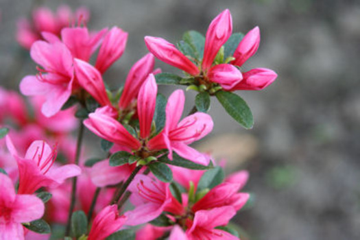 Rhododendron 'Silvester'