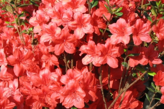Rhododendron 'Stewartstonian'