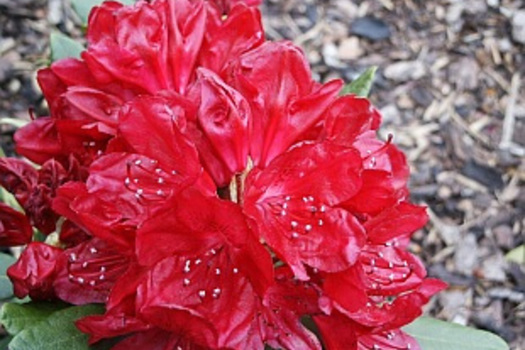 Rhododendron 'Tarantella'