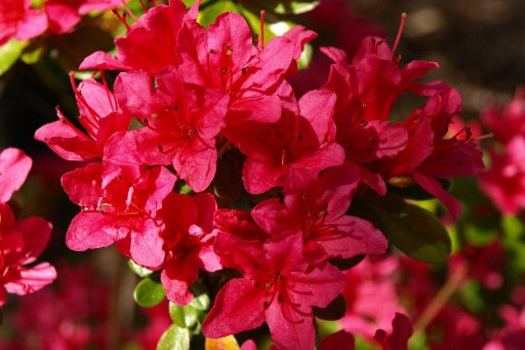 Rhododendron 'Toreador'