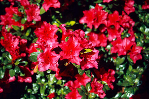 Rhododendron 'Vuyk's Scarlet'