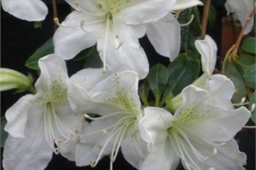 Rhododendron 'White Lady'