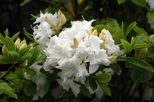 Rhododendron 'Whitethroat'