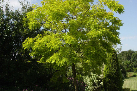 Robinia pseudoacacia 'Frisia'