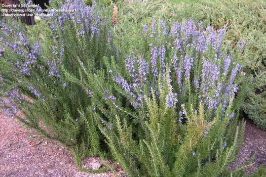 Rosmarinus officinalis