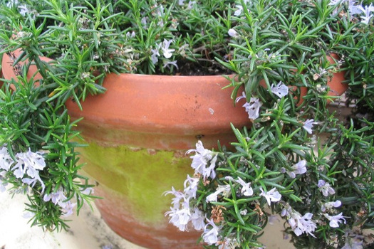 Rosmarinus officinalis 'Capri'