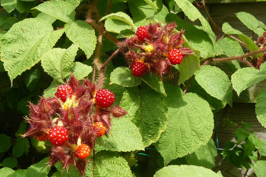 Rubus phoenicolasius