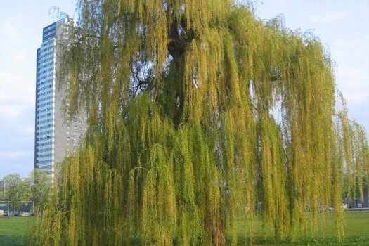 Salix sepulcralis 'Chrysocoma'