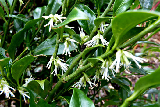 Sarcococca hookeriana humilis