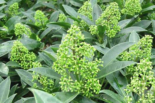 Skimmia confusa 'Kew Green'