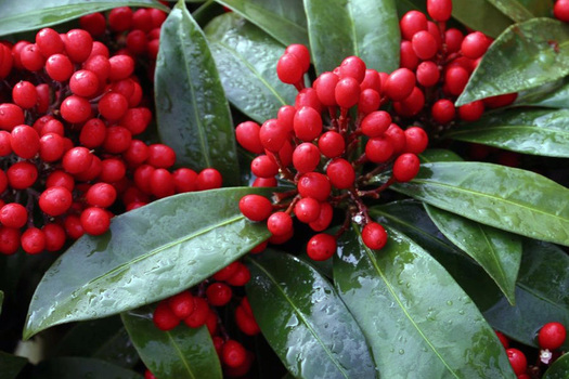 Skimmia japonica reevesiana