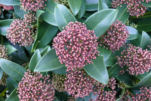 Skimmia japonica 'Rubella'