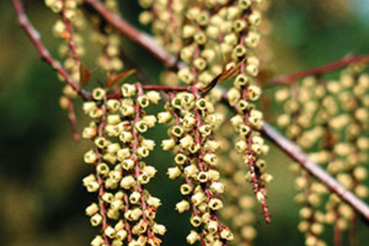 Stachyurus chinensis 'Celina'