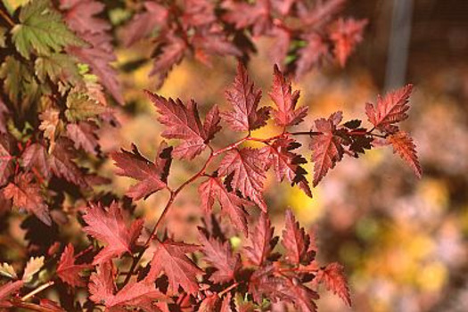 Stephanandra incisa 'Crispa'