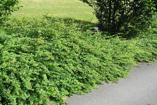 Symphoricarpos chenaultii 'Hancock'