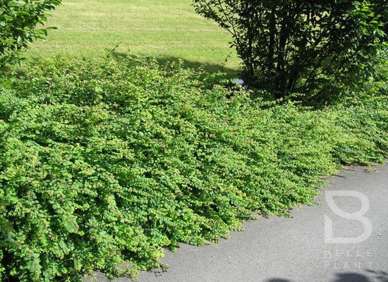 Symphoricarpos chenaultii ‘Hancock’ - Belleplant
